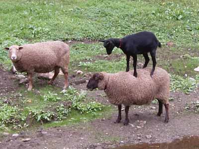 sheepgoats